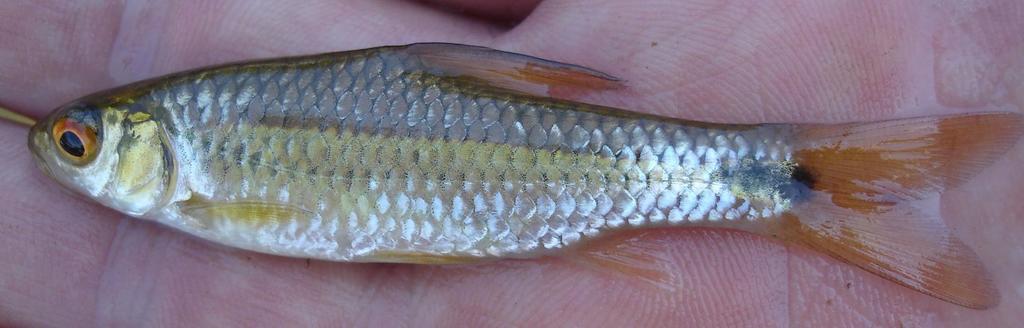 Dashtail Barb