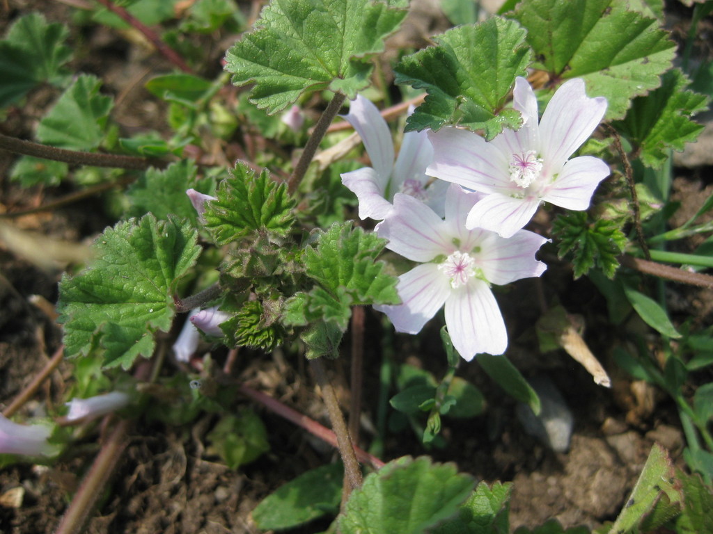 cheeseweed mallow (Riverside Citizen Science - Flora) · iNaturalist