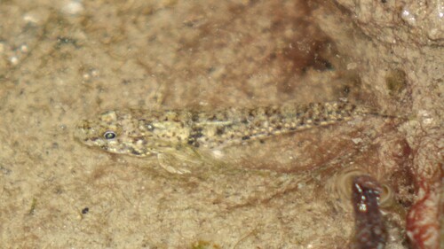 Favonigobius opalescens observed 2025-10-10