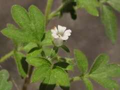 Phacelia ranunculacea