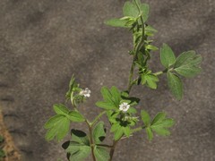 Phacelia ranunculacea