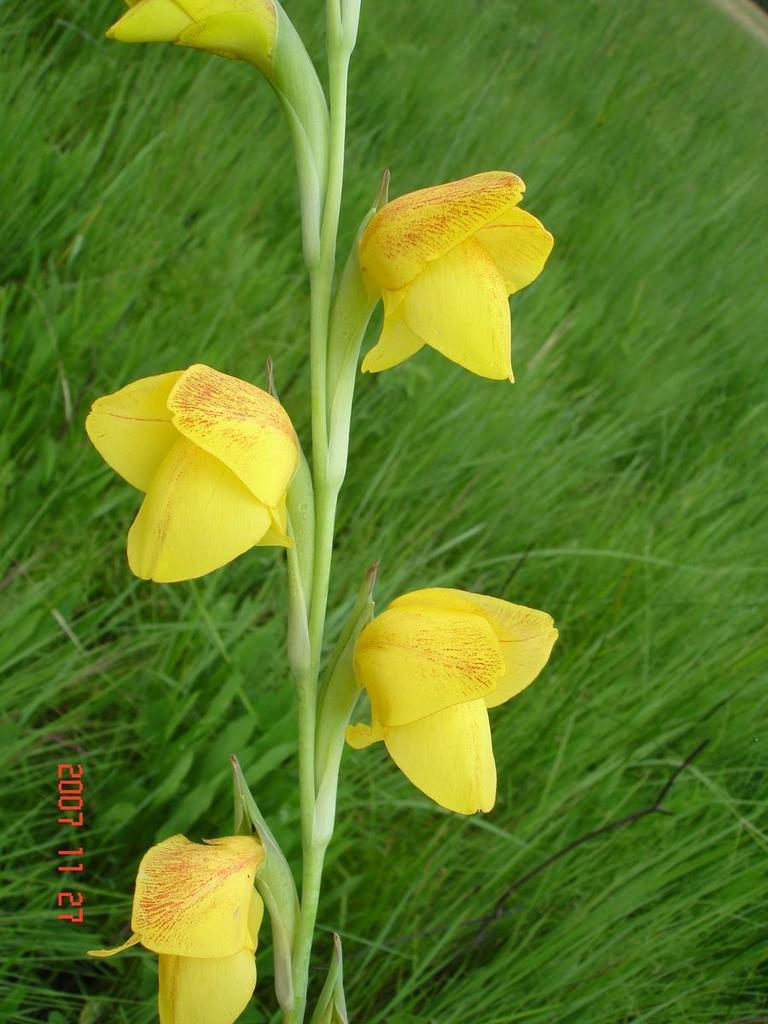 Gladiolus velutinus