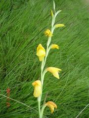 Gladiolus velutinus