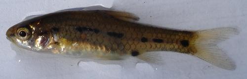 Barotse Barb