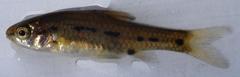 Enteromius barotseensis