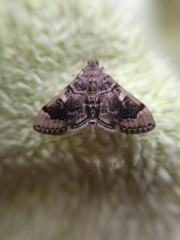Bicilia