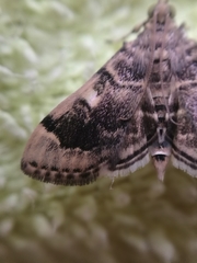 Bicilia