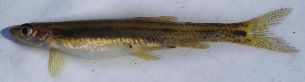 Northern Kneria