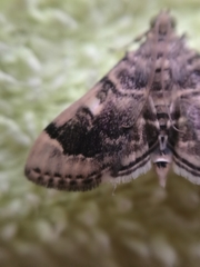 Bicilia