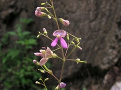 Phaseolus polystachios