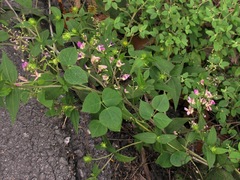 Phaseolus polystachios