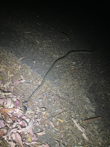 Coastal Carpet Python sighting