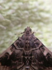 Bicilia