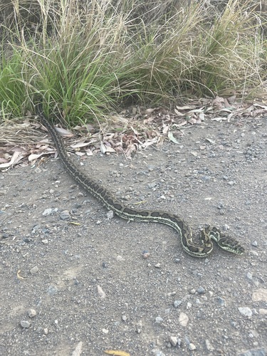 Coastal Carpet Python sighting