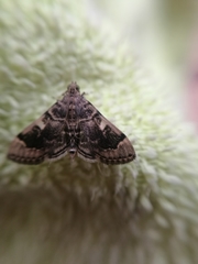 Bicilia