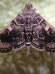 Bicilia