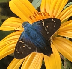 Astraptes brevicauda