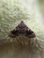 Bicilia