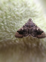 Bicilia