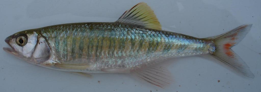 Barred Minnow