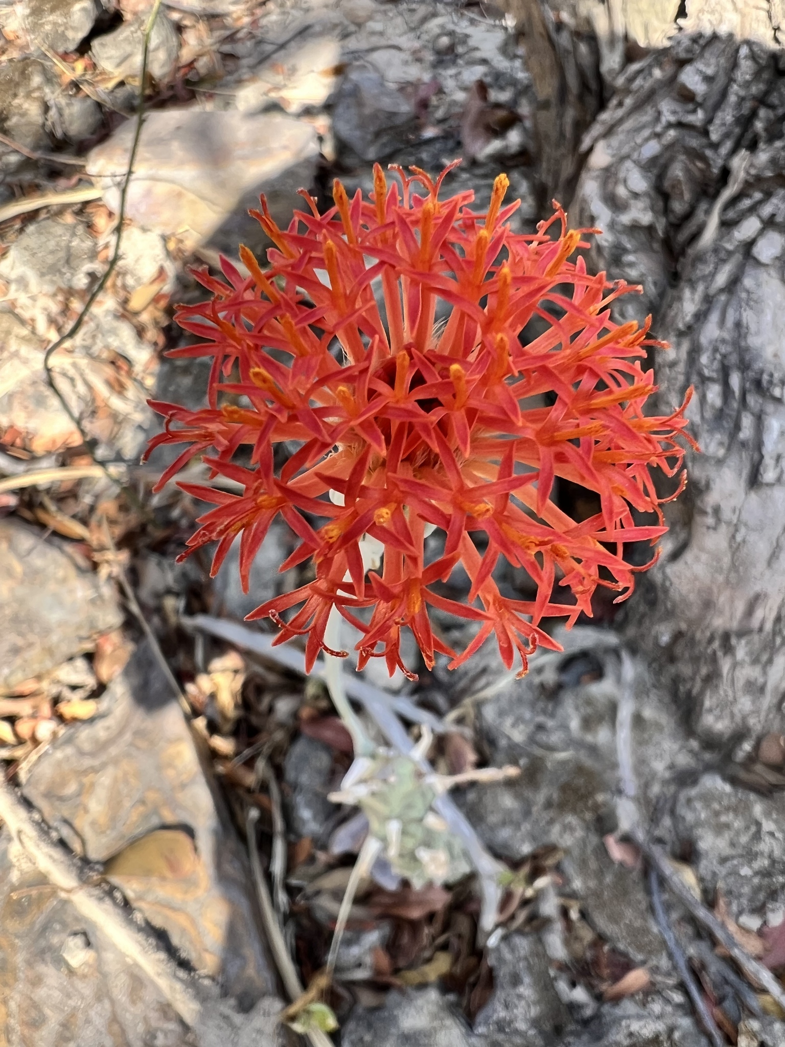 Kleinia mweroensis (Baker) C.Jeffrey