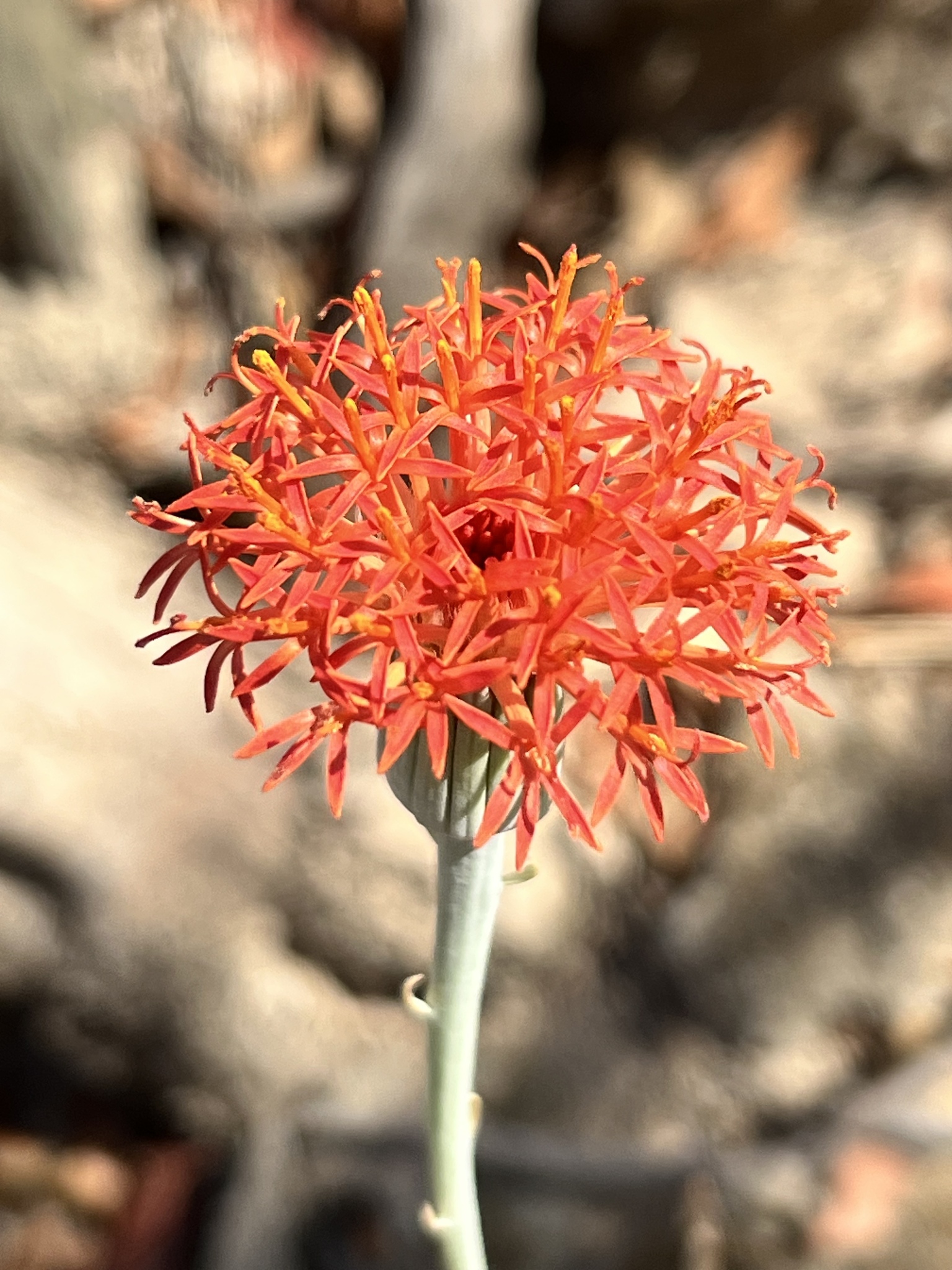 Kleinia mweroensis (Baker) C.Jeffrey 2