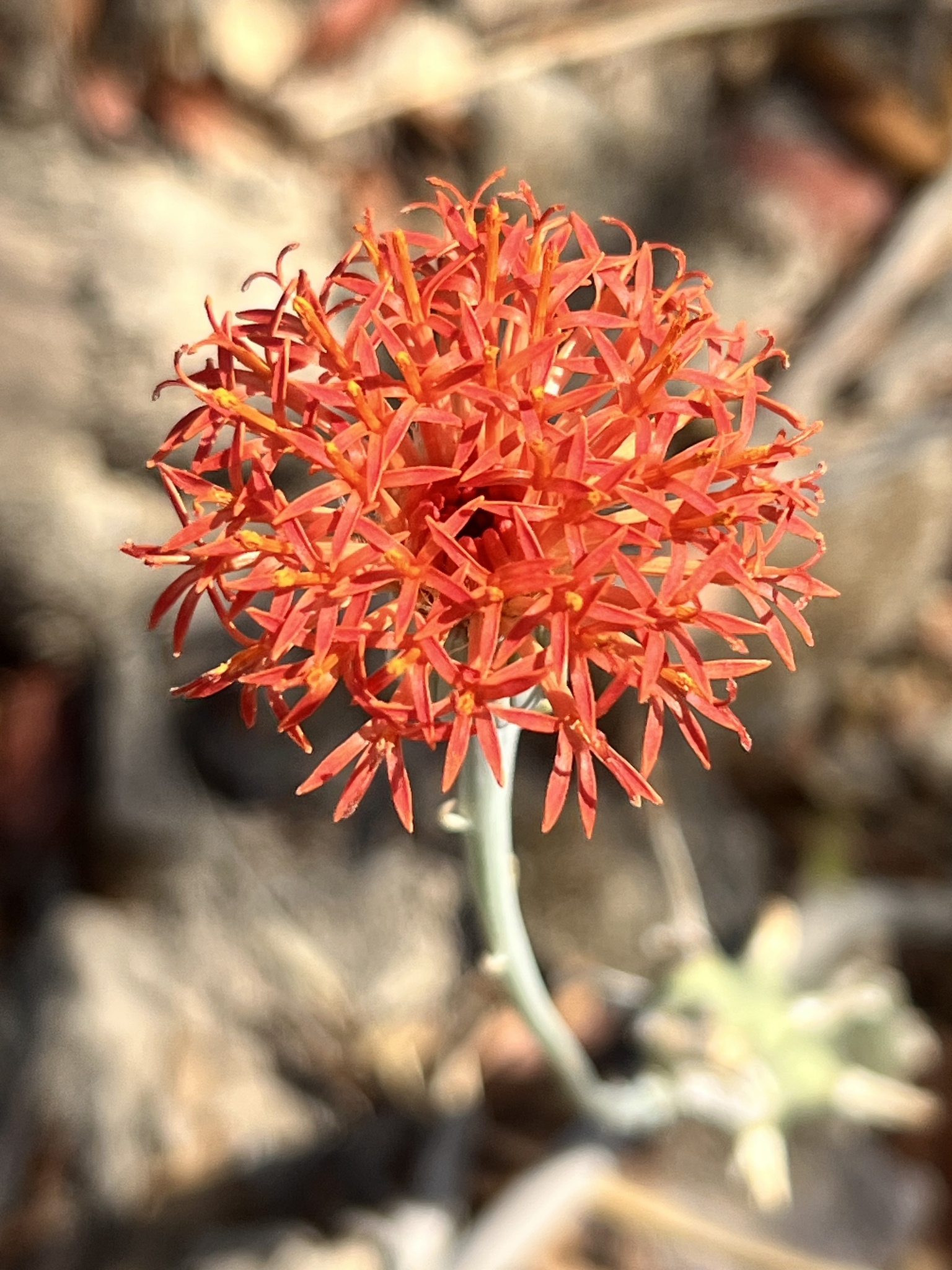 Kleinia mweroensis (Baker) C.Jeffrey 3