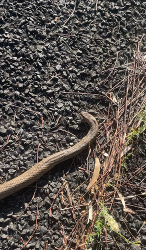 Eastern Brown Snake sighting
