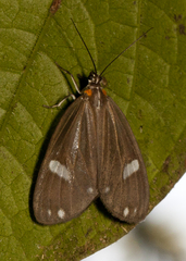 Tithraustes lambertae