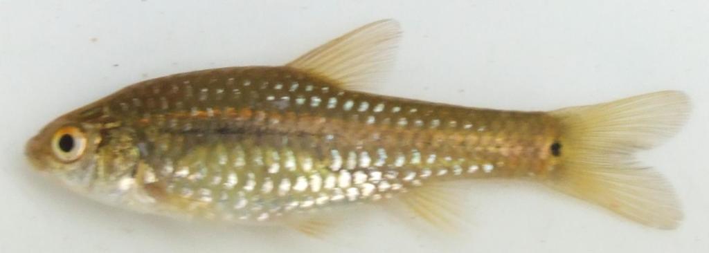 Dwarf Barb