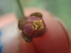 Thamnosma trifoliata