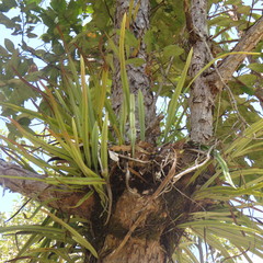 Pyrrosia longifolia