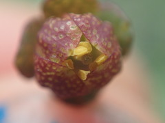 Thamnosma trifoliata