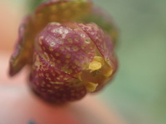 Thamnosma trifoliata