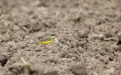 Motacilla flava thunbergi