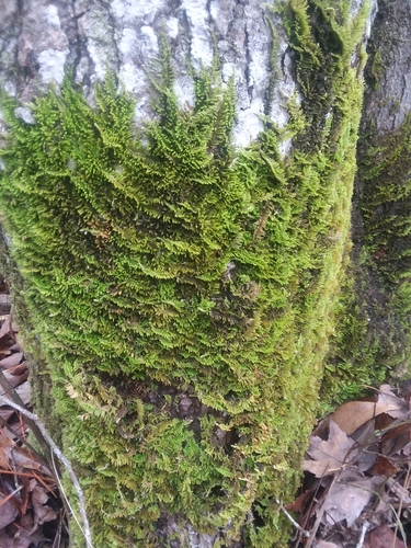 Image of Thelia hirtella by (c) Will McFarland, some rights reserved (CC BY)