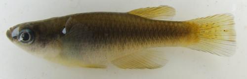 Southern deepbody (Hypsopanchax jubbi) — Poeciliidae — 3