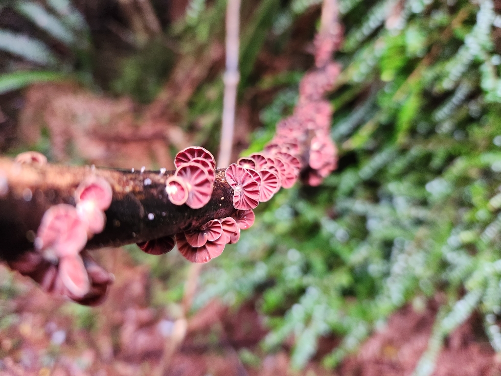 Anthracophyllum archeri · October 2025 · photo: © archie_tarn (iNaturalist, cc-by)