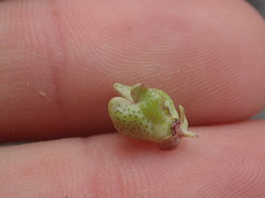 Thamnosma trifoliata