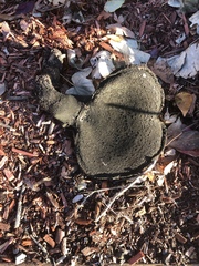 Craterellus cornucopioides