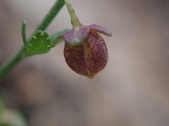 Thamnosma trifoliata