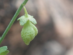 Thamnosma trifoliata