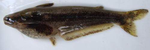 Yangambi butterbarbel (Schilbe yangambianus) — Schilbeidae — 2