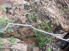 Thamnosma trifoliata