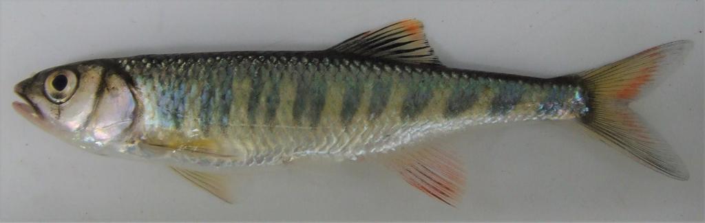 Barred minnow (Opsaridium zambezense) — Cyprinidae