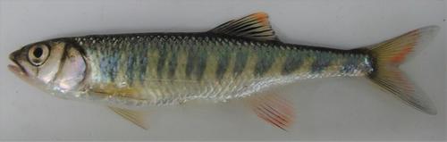 Barred minnow (Opsaridium zambezense) — Cyprinidae
