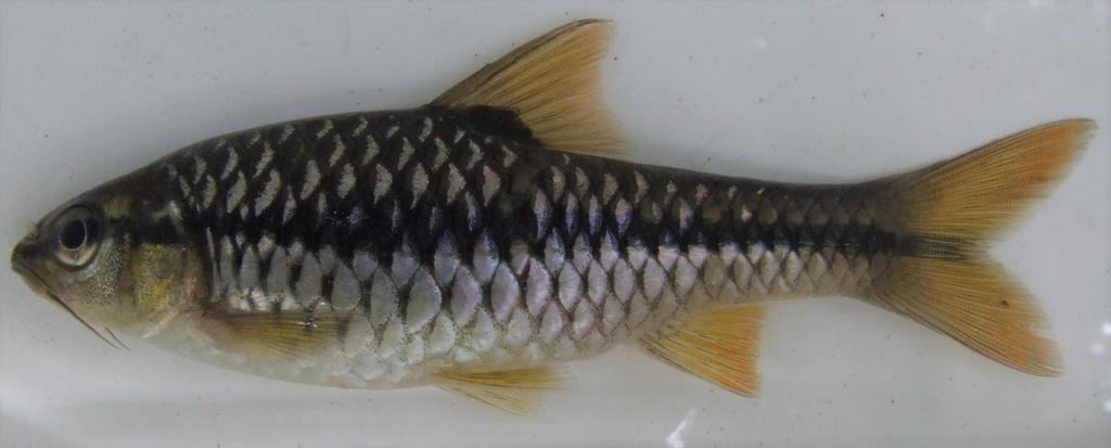 Smallscale barb (Enteromius miolepis) — Cyprinidae