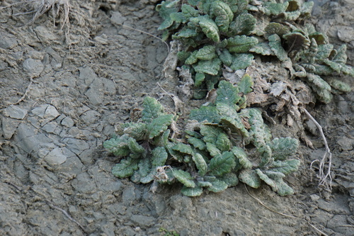 Senecio banksii observed 2025-07-28