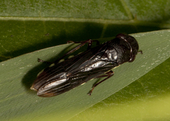 Pseudophera contraria