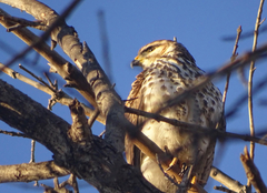 Buteo plagiatus
